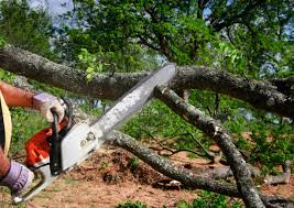 Tree and Shrub Care in Eagle Lake, WI