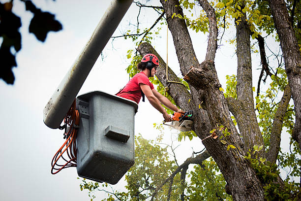 Reliable Eagle Lake, WI Tree Services Solutions